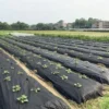 black_agrofiber3-500x500 Агроволокно чорне Agreen щільність 50 (1,07х100 м) з перфорацією 2 отвори